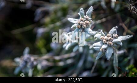 Edelweiss, Tour du Queyras, Queyras, Alpi francesi, Francia Foto Stock