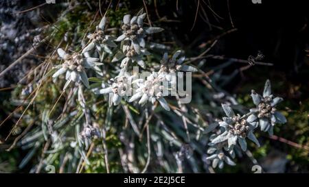 Edelweiss, Tour du Queyras, Queyras, Alpi francesi, Francia Foto Stock