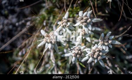 Edelweiss, Tour du Queyras, Queyras, Alpi francesi, Francia Foto Stock