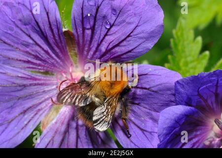 Albero Bumble Bee, Bombus hypnorum, nutrendosi di un fiore di geranio in un giardino estivo Somerset. Foto Stock