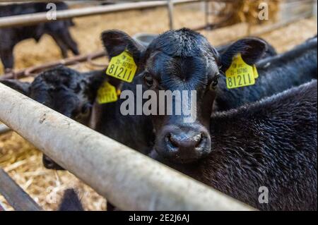 Timoleague, West Cork, Irlanda. 14 gennaio 2021. I vitelli nati di recente sono raffigurati nel vivaio del caseificio Timoleague John Dinneen. Credit: AG News/Alamy Live News Foto Stock