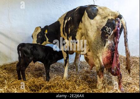 Timoleague, West Cork, Irlanda. 14 gennaio 2021. Un vitello nato di recente è raffigurato con la mamma nella stanza dei bambini di Timoleague caseificio agricoltore John Dinneen. Credit: AG News/Alamy Live News Foto Stock