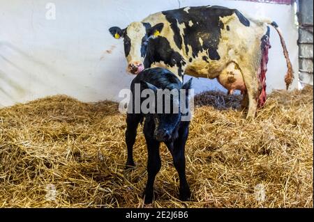 Timoleague, West Cork, Irlanda. 14 gennaio 2021. Un vitello nato di recente è raffigurato con la mamma nella stanza dei bambini di Timoleague caseificio agricoltore John Dinneen. Credit: AG News/Alamy Live News Foto Stock