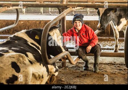 Timoleague, West Cork, Irlanda. 14 gennaio 2021. Dieci anni Pat Dinneen è raffigurato con la sua vacca animale, sue, nella fattoria casearia di suo padre John Dinneen. Credit: AG News/Alamy Live News Foto Stock