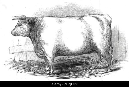 I 3 anni di MR. W. Trinder. 10 mesi Old Durham Heifer - primo premio e xa3; 20 - sesta classe - medaglia d'argento e medaglia d'oro, 1845. Mostra di bestiame organizzata dallo Smithfield Club di Londra. Da "Illustrated London News", 1845, Vol VII Foto Stock