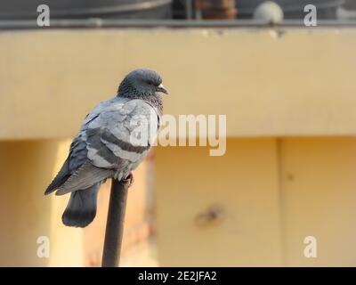 Primo piano di una colomba grigia su sfondo sfocato Foto Stock