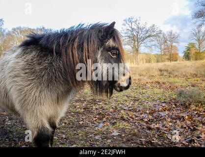 In inverno, potrai visitare il pony Shetland a Smarts Heath, Mayford, Woking, Surrey, un'area ricreativa e di pascolo famosa e incontaminata, ricca di boschi e brughiera Foto Stock