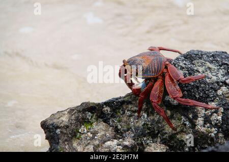 Il granchio rosso delle isole Galapagos Foto Stock