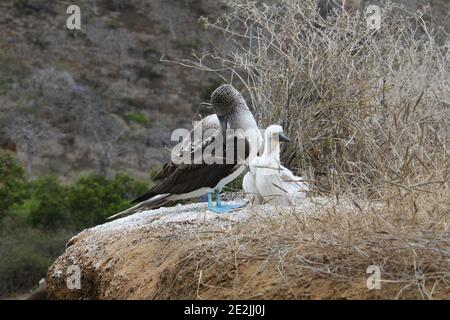 L'uccello booby dal piede blu nel suo nido, Galapagos Foto Stock