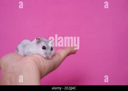 Mano che tiene un criceto Dzungarian bianco e grigio su un sfondo rosa Foto Stock