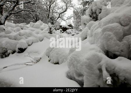 Neve profonda dopo una nevicata di un giorno sulla brughiera, il piccolo giardino copre arbusti e piante a Nidderdale. Foto Stock