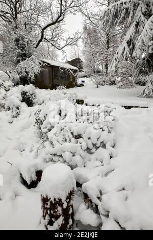 La neve profonda copre il capannone del giardino, arbusti e piante dopo la nevicata di un giorno sulla piccola brughiera a Nidderdale. Foto Stock