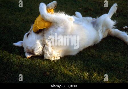 Golden Retriever Dog Rolling su erba masticare UNA palla Foto Stock