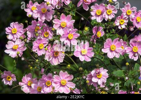 Fiori in tarda estate Rosa giapponese Anemone hupehensis Foto Stock