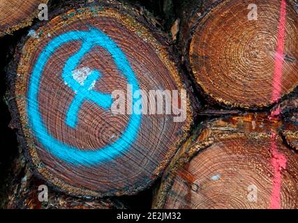 Pile di legno di aghi abbattuto. Sfondo di legno. Un quattro in un cerchio spruzzato in blu su un tronco di albero tagliato. Parte di un palo di legno. Foto Stock