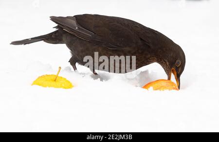 Femmina uccello nero - turdus merula - mangiare una mela che È stato messo fuori per gli uccelli in un giardino britannico Foto Stock