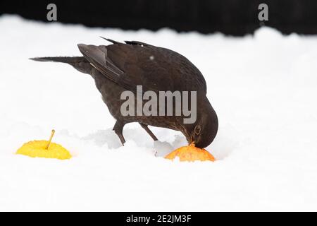 Femmina uccello nero - turdus merula - mangiare una mela che È stato messo fuori per gli uccelli in un giardino britannico Foto Stock