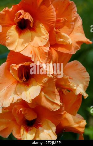 Fiori di gladiolo arancio, fiori di arancio Foto Stock