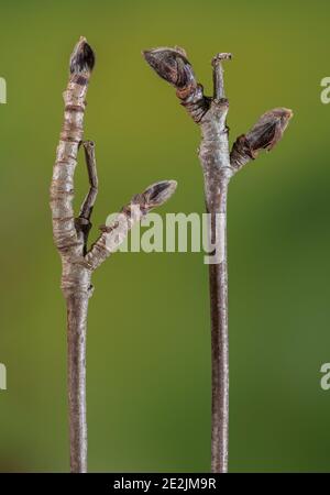 Rowan, Sorbus aucuparia, ramoscelli e gemme nei primi mesi invernali. Foto Stock