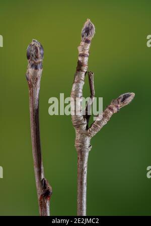 Rowan, Sorbus aucuparia, ramoscelli e gemme nei primi mesi invernali. Foto Stock
