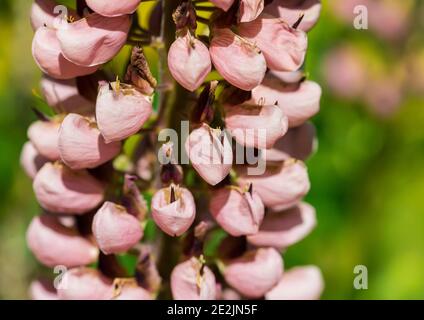 Un macro shot delle fioriture rosa di un lupino. Foto Stock