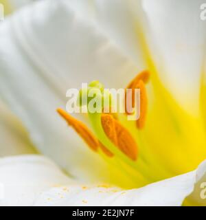 Una ripresa macro di un bianco regal lily bloom. Foto Stock