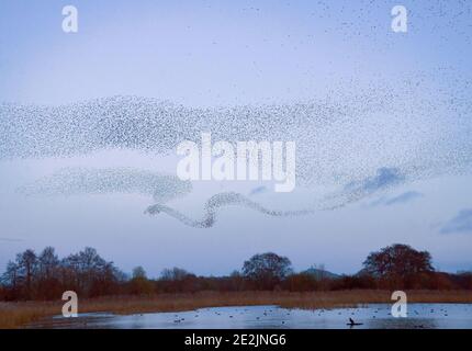 Enormi greggi di stellati comuni, Sturnus vulgaris, in mormoriazioni come vengono a rogare. Somerset si livella con Glastonbury Tor Beyond. Foto Stock