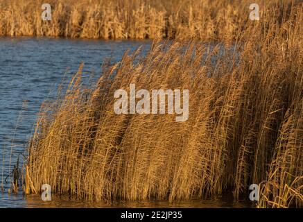 Canne comuni, Phragmites australis, in letto di canna in inverno sui livelli Somerset. Foto Stock