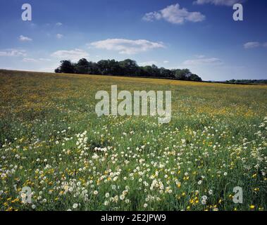 Regno Unito. Inghilterra. Herefordshire. Vicino a Ledbury. Prato in pendenza. Foto Stock