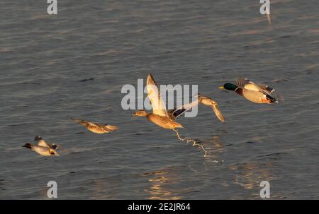 Coppia di Mallard, Anas platyrhynchos, decollo, con Teal e Gadwall. Foto Stock