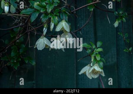 Virgin’s Bower, cirrosi di Clematis, in fiore a metà inverno in giardino nel Somerset. Foto Stock