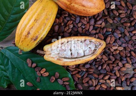 Particolare di cacao tagliato e di semi di cacao crudo. Foto Stock