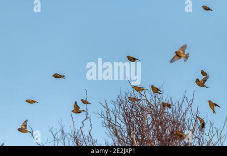 Groenfinches, Chloris chloris, che arriva al roost serale al crepuscolo. Dorset. Foto Stock