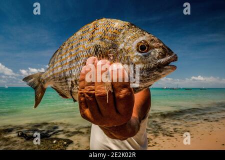 Pescatore che tiene un piatto di pesce su una spiaggia a Maceió, Brasile Foto Stock