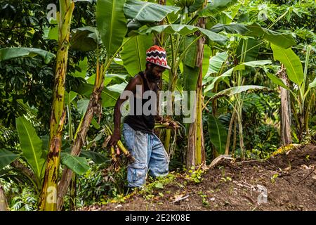 Banana che piantano in Grenada Foto Stock