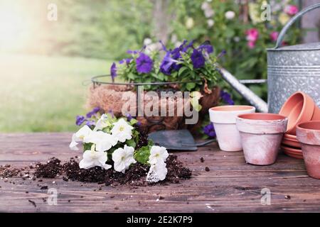 Panca da giardino all'aperto con fiori di petunia bianchi e viola di fronte ad uno stand di piante di hollyhock. Profondità di campo poco profonda con messa a fuoco selettiva. Foto Stock