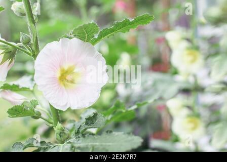 Bella Olyhock rosa vecchio stile morbido, Althaea rosea (Alcea rosea), fiore che cresce in un giardino cottage. Messa a fuoco selettiva con sfondo sfocato. Foto Stock