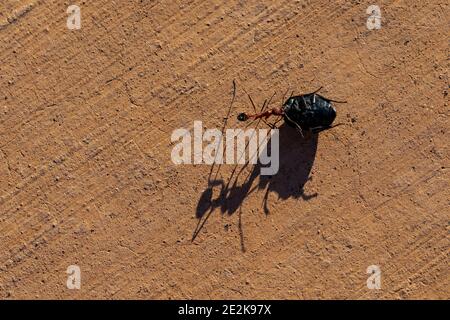 Ombra di formica e prede su un marciapiede al Tumacacori National Historical Park, Arizona, Stati Uniti Foto Stock