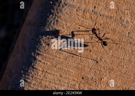 Formica e ombra su un marciapiede al Tumacacori National Historical Park, Arizona, USA Foto Stock