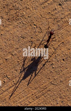 Formica e ombra su un marciapiede al Tumacacori National Historical Park, Arizona, USA Foto Stock