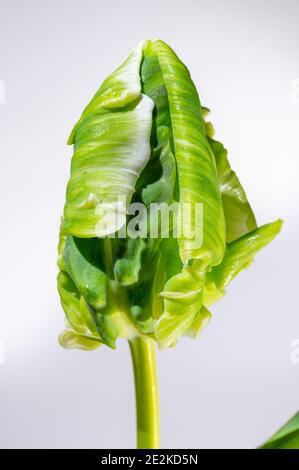 Colorful grande olandese super pappagallo tulipano fiore primo piano su sfondo bianco Foto Stock