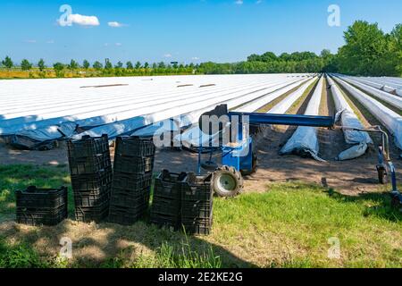 Campo di asparagi bianchi con file ricoperte di pellicola di plastica bianca in giornata di sole Foto Stock