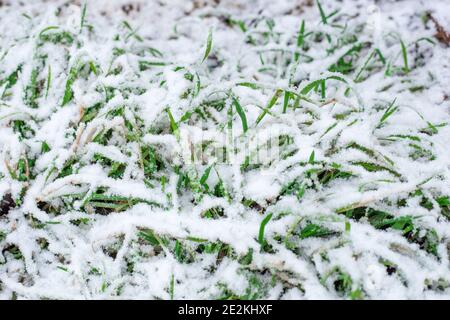 Erba verde sotto la neve bianca. L'arrivo dell'inverno nel sud della Russia. Foto Stock