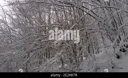 Vista di un bosco innevato Foto Stock