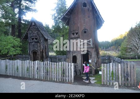 Il santuario Drive-Thru Tree attrae i visitatori da anni. Situato a Myers Flat, sei chilometri circa a sud dell'Humboldt Redwoods state Park Visitor Foto Stock