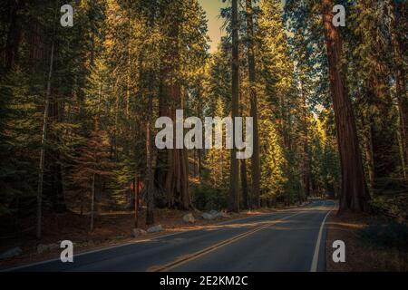 Sequoia National Park percorso panoramico tra antichi alberi secolari. Foresta della Sierra Nevada famosa in tutto il mondo. Tema natura. Foto Stock