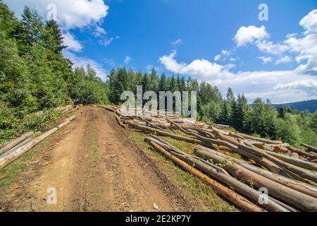 Taglio di foresta. Tronchi di alberi freschi tagliato si trovano accanto a strada sporca nella foresta pronto per il trasporto. Foto Stock