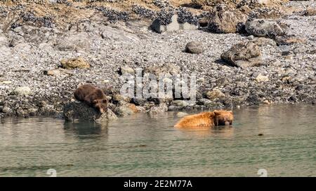 Un orso grizzly della madre (Ursus arctos horribellis) sfugge al calore insolito dell'Alaska vagando nell'oceano mentre il suo cub guarda da un perch su una roccia. Foto Stock