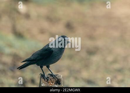 Un singolo jackdaw su un post con uno sfondo vuoto. Foto Stock