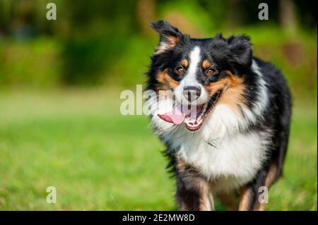 Primo piano del cane pastore australiano che corre in un parco. Faccia felice con la lingua fuori Foto Stock